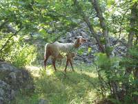 Youri - Ecrins 2005 023